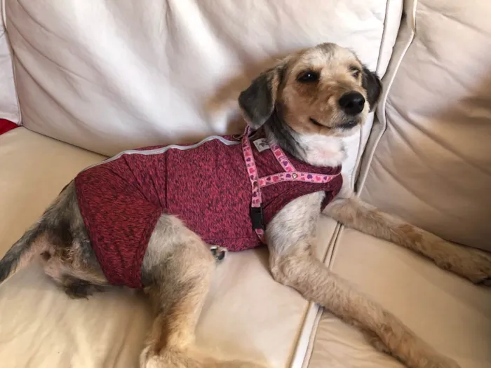 Cachorro raça Srd idade 1 ano nome Pandora