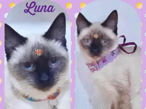 Gato raça SRD  idade 2 a 6 meses nome Luna 