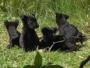 Cachorro raça Srd  idade 2 a 6 meses nome Sem nomes 