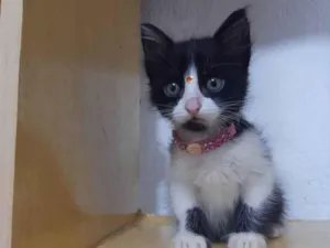 Gato raça SRD  idade Abaixo de 2 meses nome Zara
