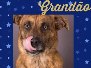 Cachorro raça SRD  idade 6 ou mais anos nome Grandão 