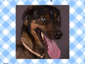 Cachorro raça SRD  idade 5 anos nome Marwin 