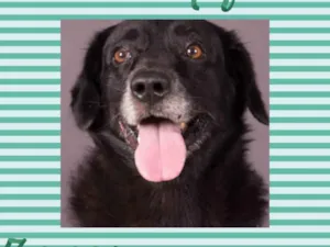 Cachorro raça SRD  idade 6 ou mais anos nome Rufous 