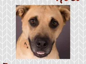 Cachorro raça SRD  idade 5 anos nome Noel 