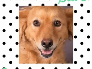 Cachorro raça Mix golden  idade 6 ou mais anos nome Stive 