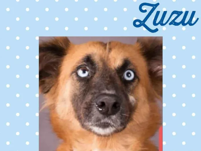 Cachorro raça SRD  idade 6 ou mais anos nome Zuzu 