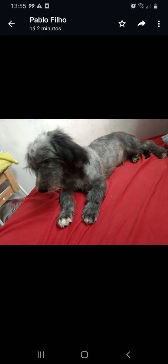 Cachorro raça Podool idade 2 a 6 meses nome Max