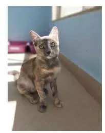Cachorro ra a srd  escaminha idade 7 a 11 meses nome SUSY