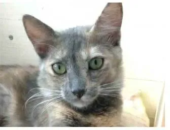 Cachorro ra a srd  escaminha idade 7 a 11 meses nome SUSY
