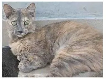 Cachorro ra a srd  escaminha idade 7 a 11 meses nome SUSY