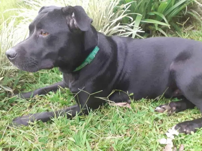 Cachorro ra a Pitbull com Labrador  idade 2 anos nome Sally