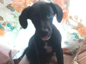 Cachorro raça  idade 2 a 6 meses nome Pretinha 