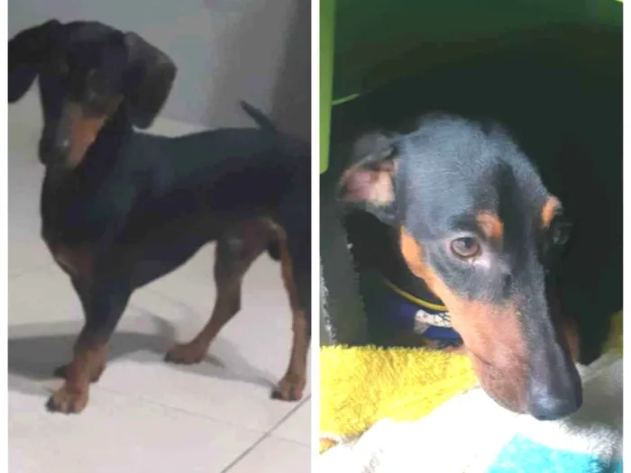 Cachorro ra a Salsicha  idade 1 ano nome Loki