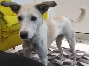 Cachorro raça Srd idade 1 ano nome Clarinha