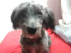 Cachorro raça Podool idade 2 a 6 meses nome Max