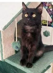 Gato ra a srd idade 2 a 6 meses nome BAGUERA