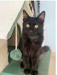 Gato ra a srd idade 2 a 6 meses nome BAGUERA