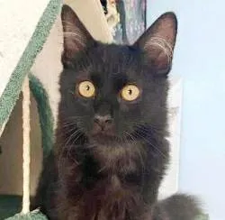 Gato ra a srd idade 2 a 6 meses nome BAGUERA