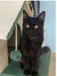 Gato ra a srd idade 2 a 6 meses nome BAGUERA