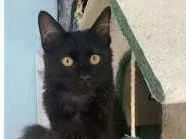 Gato ra a srd idade 2 a 6 meses nome BAGUERA