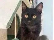 Gato raça srd idade 2 a 6 meses nome BAGUERA