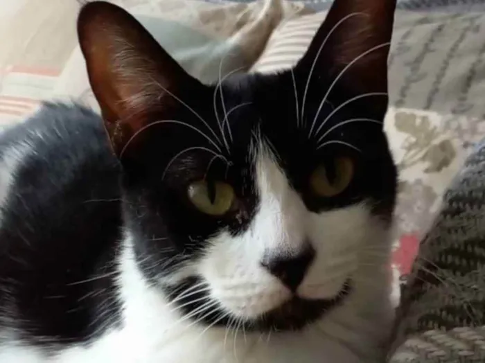 Gato ra a srd frajolinha  idade 2 anos nome FILÓ