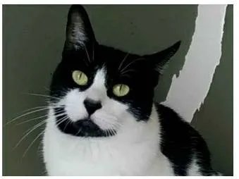 Gato ra a srd frajolinha  idade 2 anos nome FILÓ