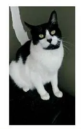 Gato ra a srd frajolinha  idade 2 anos nome FILÓ