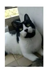 Gato ra a srd frajolinha  idade 2 anos nome FILÓ