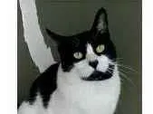 Gato ra a srd frajolinha  idade 2 anos nome FILÓ