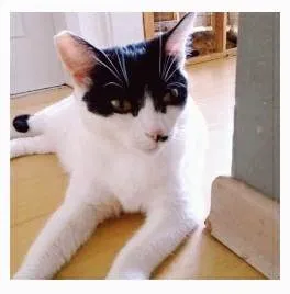 Gato ra a srd frajolinha  idade 2 anos nome ATHENA