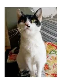 Gato ra a srd frajolinha  idade 2 anos nome ATHENA