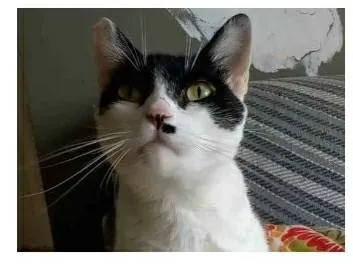 Gato ra a srd frajolinha  idade 2 anos nome ATHENA