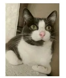 Gato ra a srd frajolinha  idade 2 anos nome AYSHA