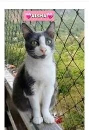 Gato ra a srd frajolinha  idade 2 anos nome AYSHA