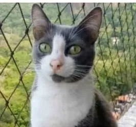 Gato ra a srd frajolinha  idade 2 anos nome AYSHA