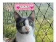 AYSHA