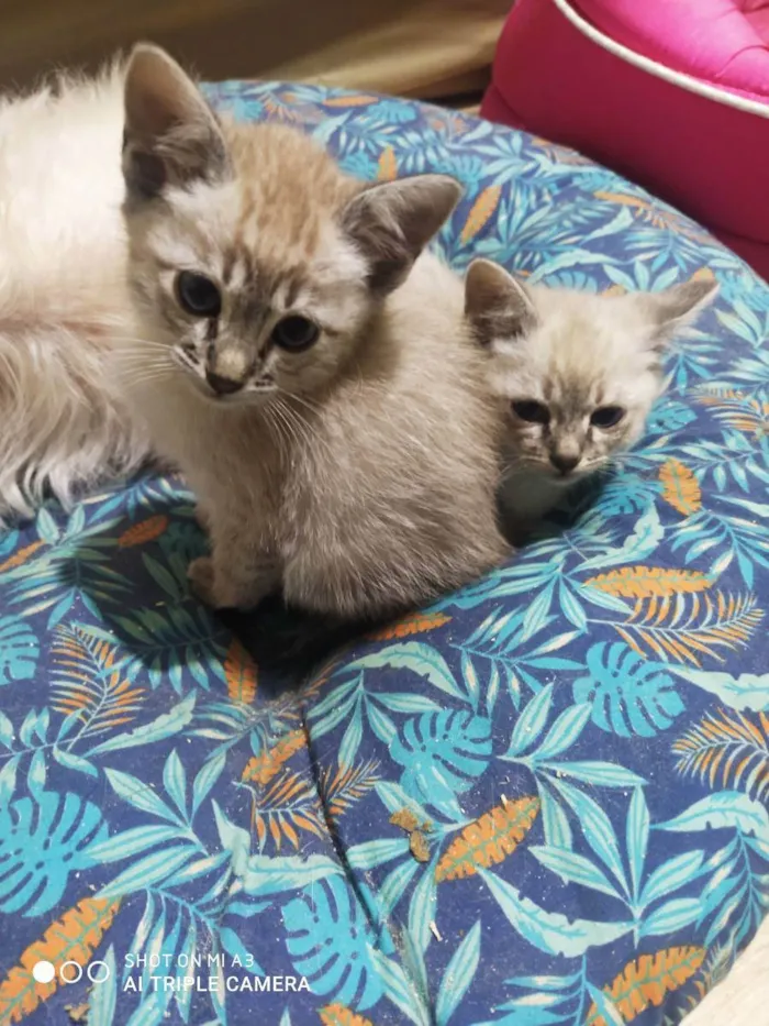 Gato ra a Sem raça definida  idade Abaixo de 2 meses nome Sem Nome