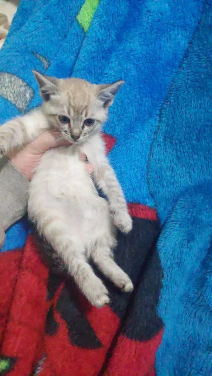Gato ra a Sem raça definida  idade Abaixo de 2 meses nome Sem Nome