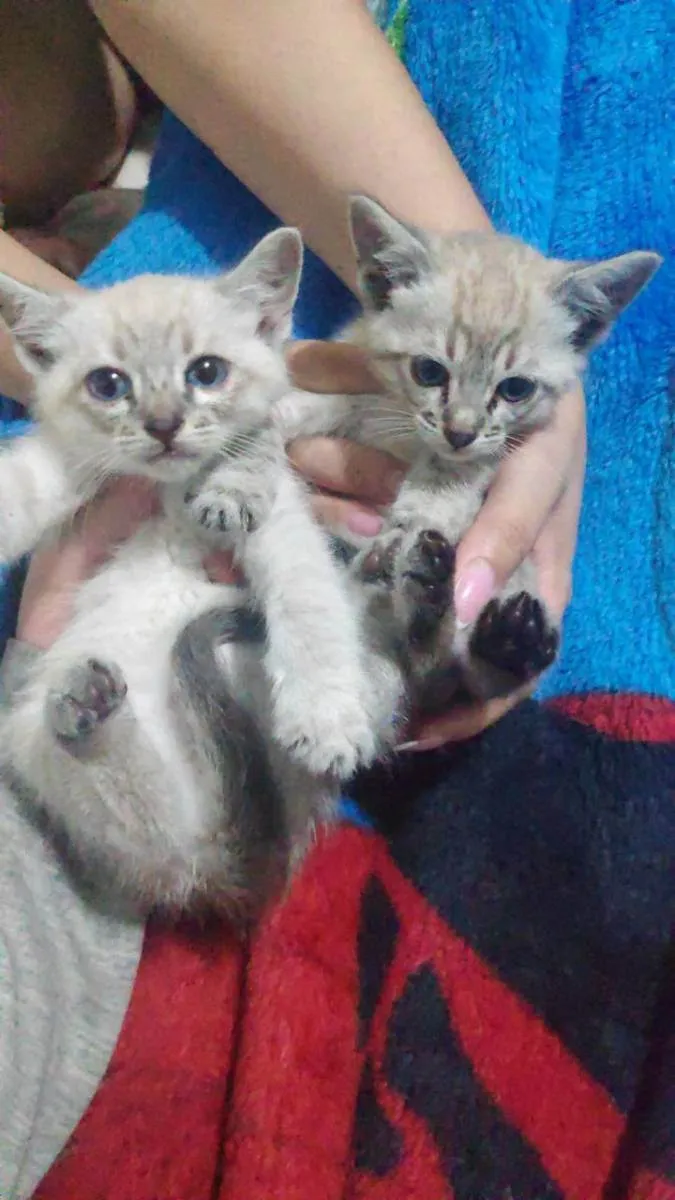 Gato ra a Sem raça definida  idade Abaixo de 2 meses nome Sem Nome