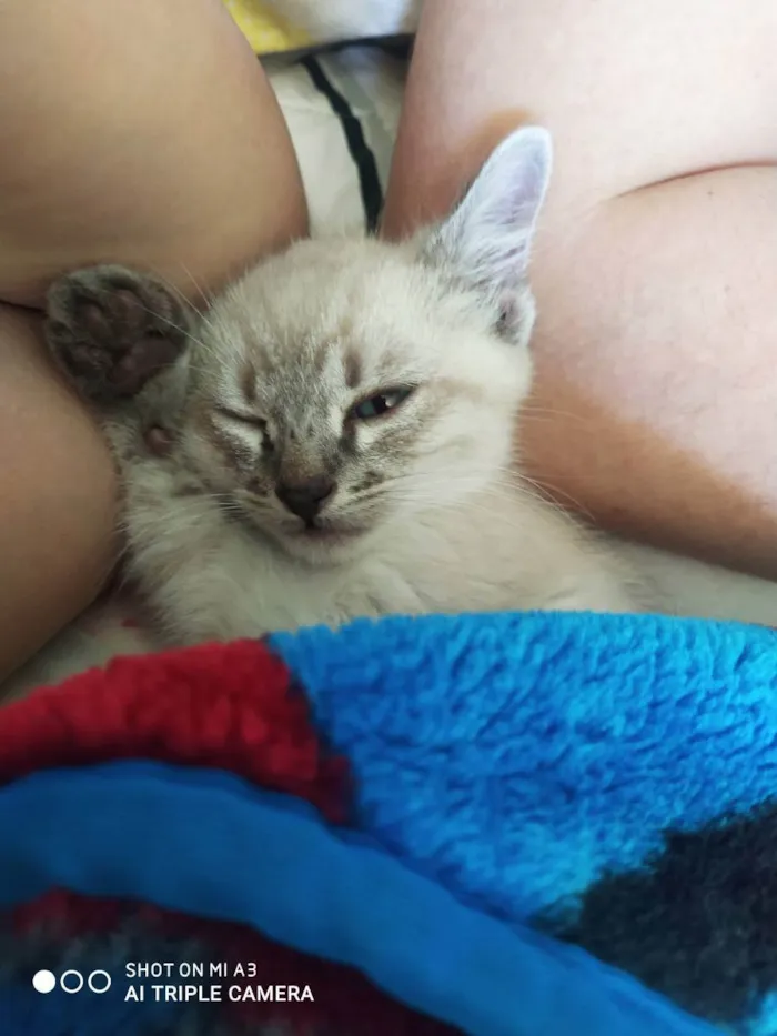 Gato ra a Sem raça definida  idade Abaixo de 2 meses nome Sem Nome