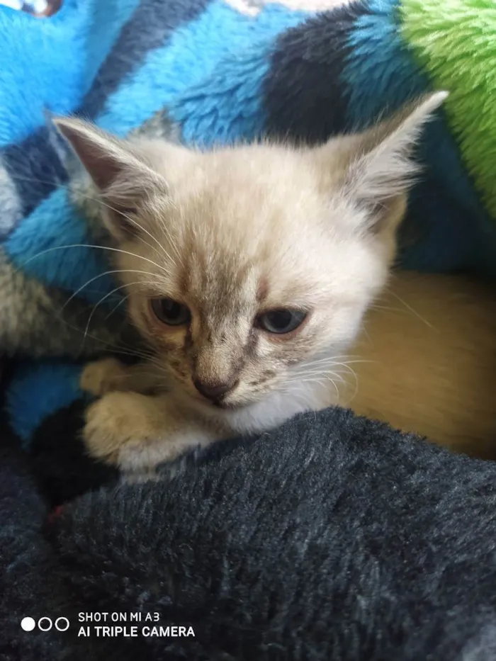 Gato ra a Sem raça definida  idade Abaixo de 2 meses nome Sem Nome
