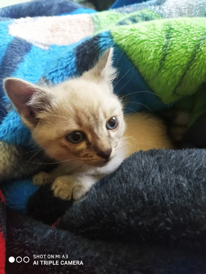Gato ra a Sem raça definida  idade Abaixo de 2 meses nome Sem Nome