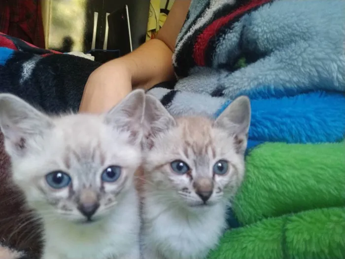 Gato ra a Sem raça definida  idade Abaixo de 2 meses nome Sem Nome