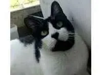 Gato raça srd frajolinha  idade 2 anos nome FILÓ
