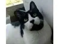 Gato ra a srd frajolinha  idade 2 anos nome FILÓ