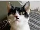 Gato raça srd frajolinha  idade 2 anos nome ATHENA