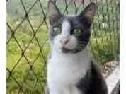 Gato raça srd frajolinha  idade 2 anos nome AYSHA