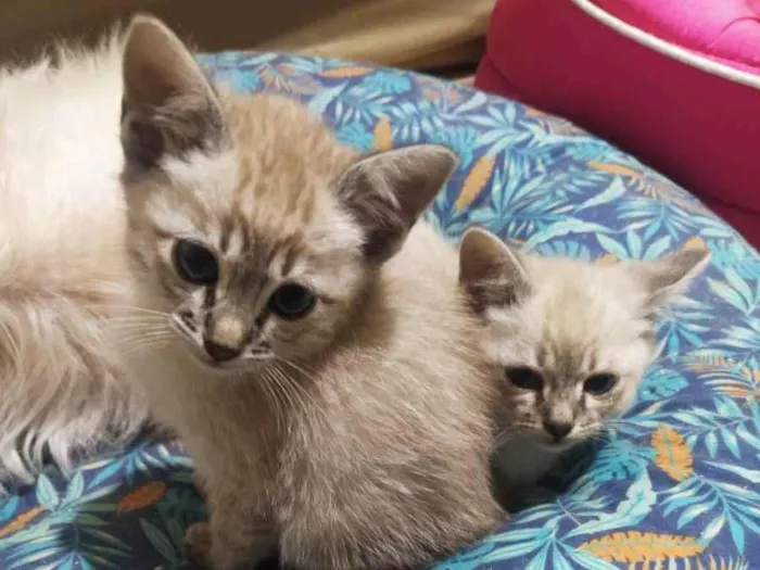 Gato ra a Sem raça definida  idade Abaixo de 2 meses nome Sem Nome