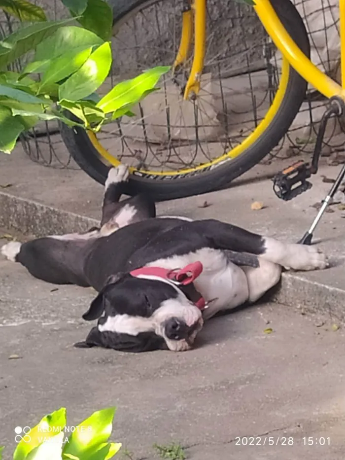 Cachorro ra a American Bully  idade 1 ano nome Bolt 